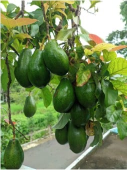 অ্যাভোকাডো