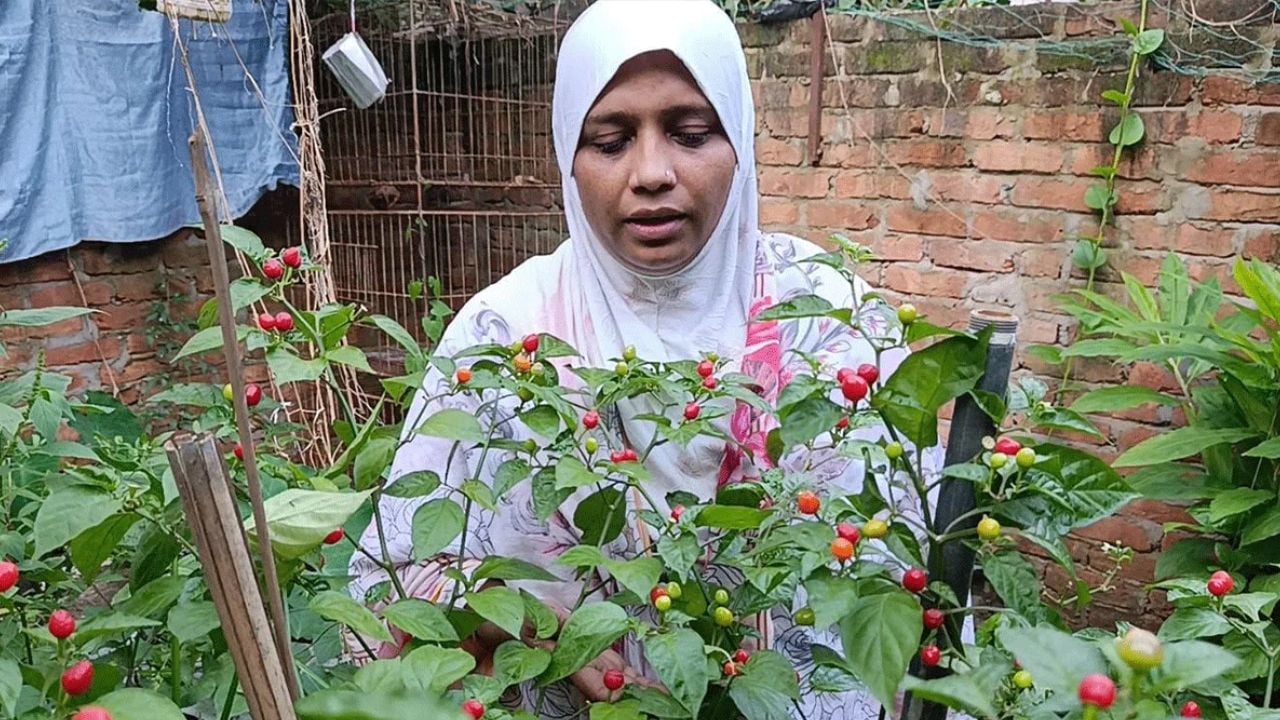 কুমিল্লায় চাষ হচ্ছে বিশ্বের সবচেয়ে দামি মরিচ, কেজি ৩০ লাখ টাকা