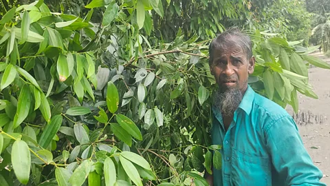 তেজপাতায় শতাধিক পরিবারের দিনবদল