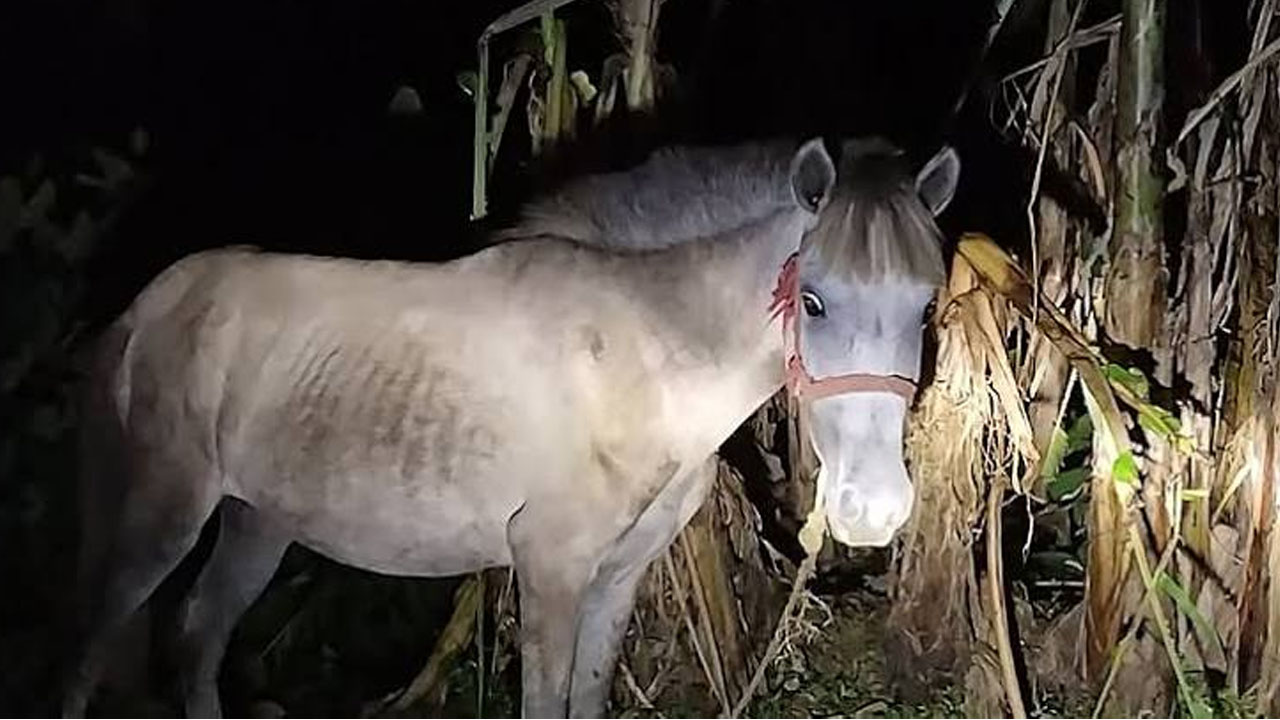 শেরপুরে ঘোড়ার মাংস জব্দ