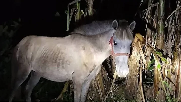 শেরপুরে ঘোড়ার মাংস জব্দ