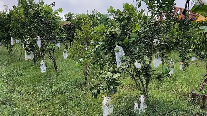 ফলের বাগানে জমিরের দিনবদল