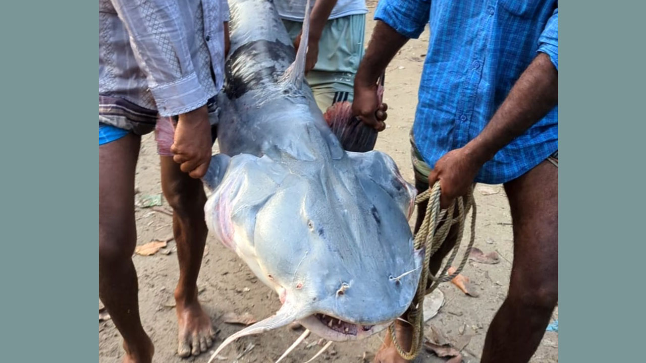 যমুনায় ধরা পড়লো ৪১ কেজির বাঘাইড় মাছ