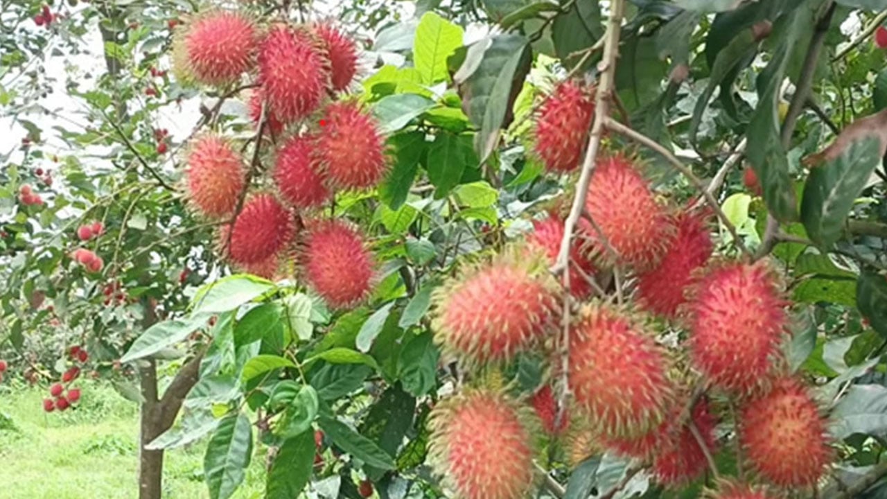 এক বাগানেই হরেক রকম ফল, বছরে আয় ২ কোটি টাকা