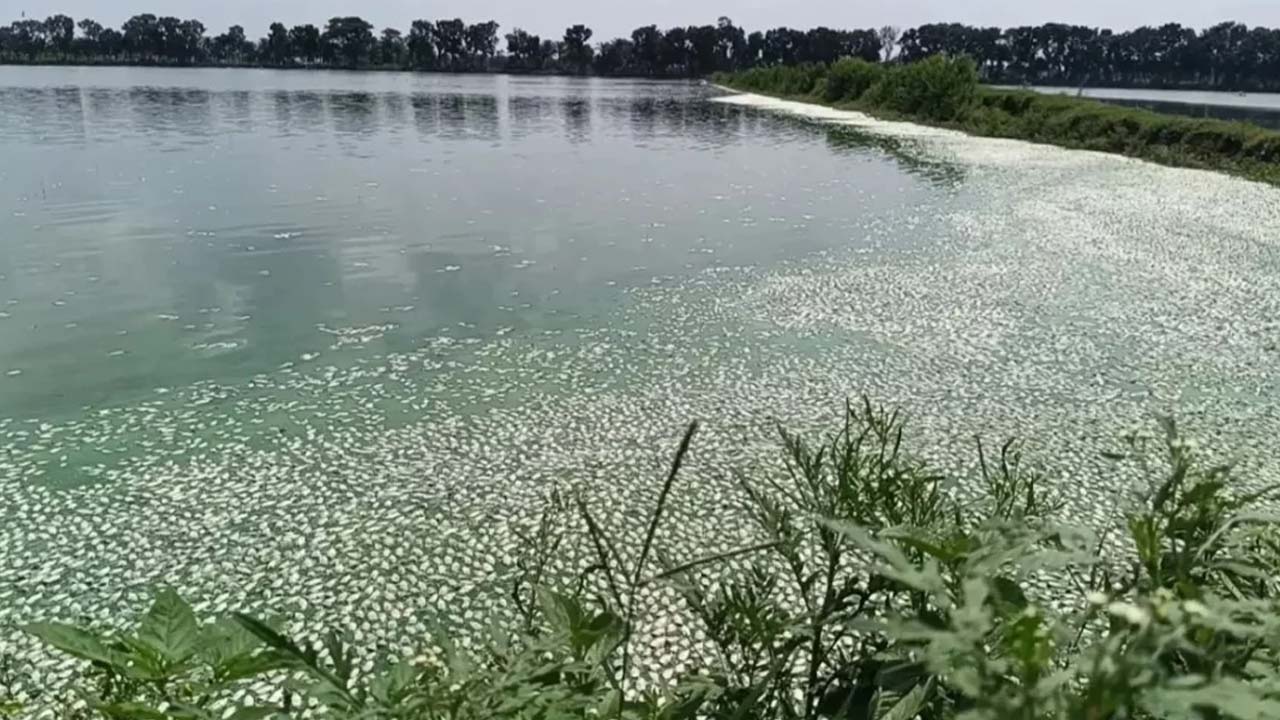 লোডশেডিংয়ে অক্সিজেন বন্ধ, ঘেরে ১৫ কোটি টাকার মাছে মড়ক