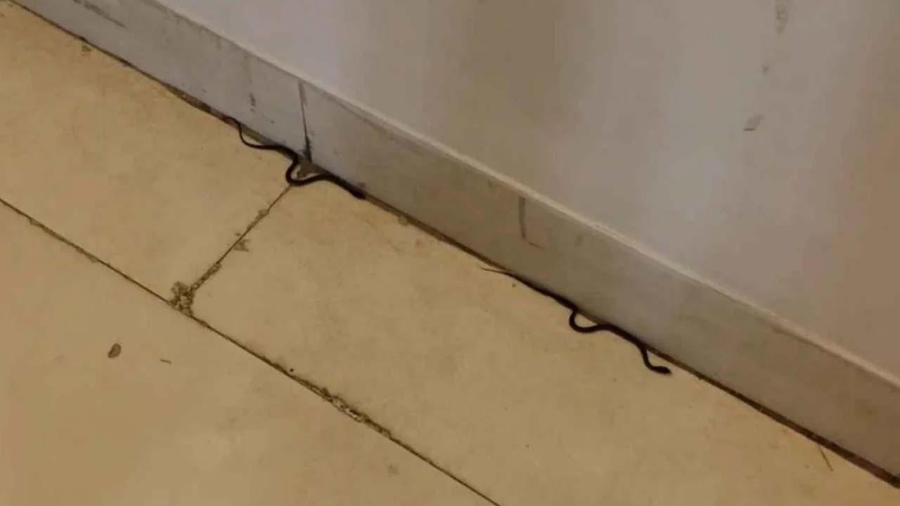 শিক্ষা মন্ত্রণালয়ে সাপ, আতঙ্কে কর্মকর্তা-কর্মচারীরা