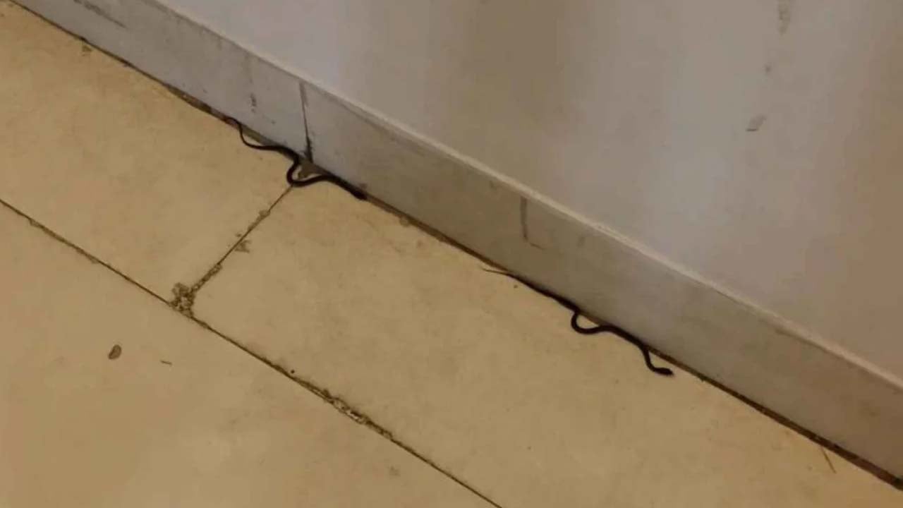 শিক্ষা মন্ত্রণালয়ে সাপ, আতঙ্কে কর্মকর্তা-কর্মচারীরা