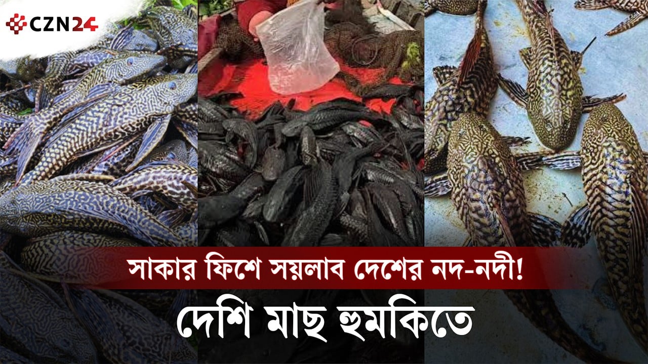 রাক্ষুসে সাকার ফিশের দাপট, হুমকির মুখে দেশি মাছ